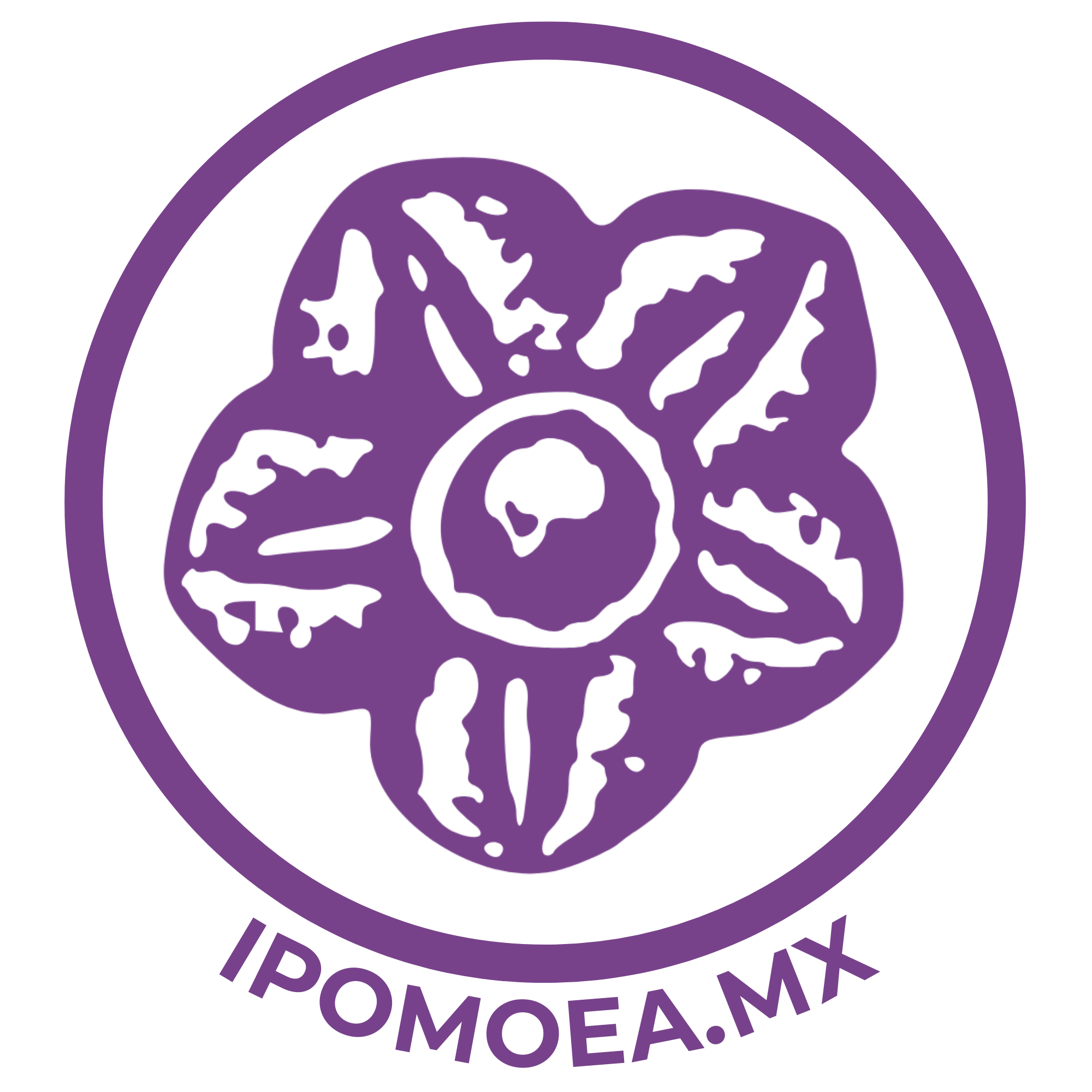 ipomoea.mx logo