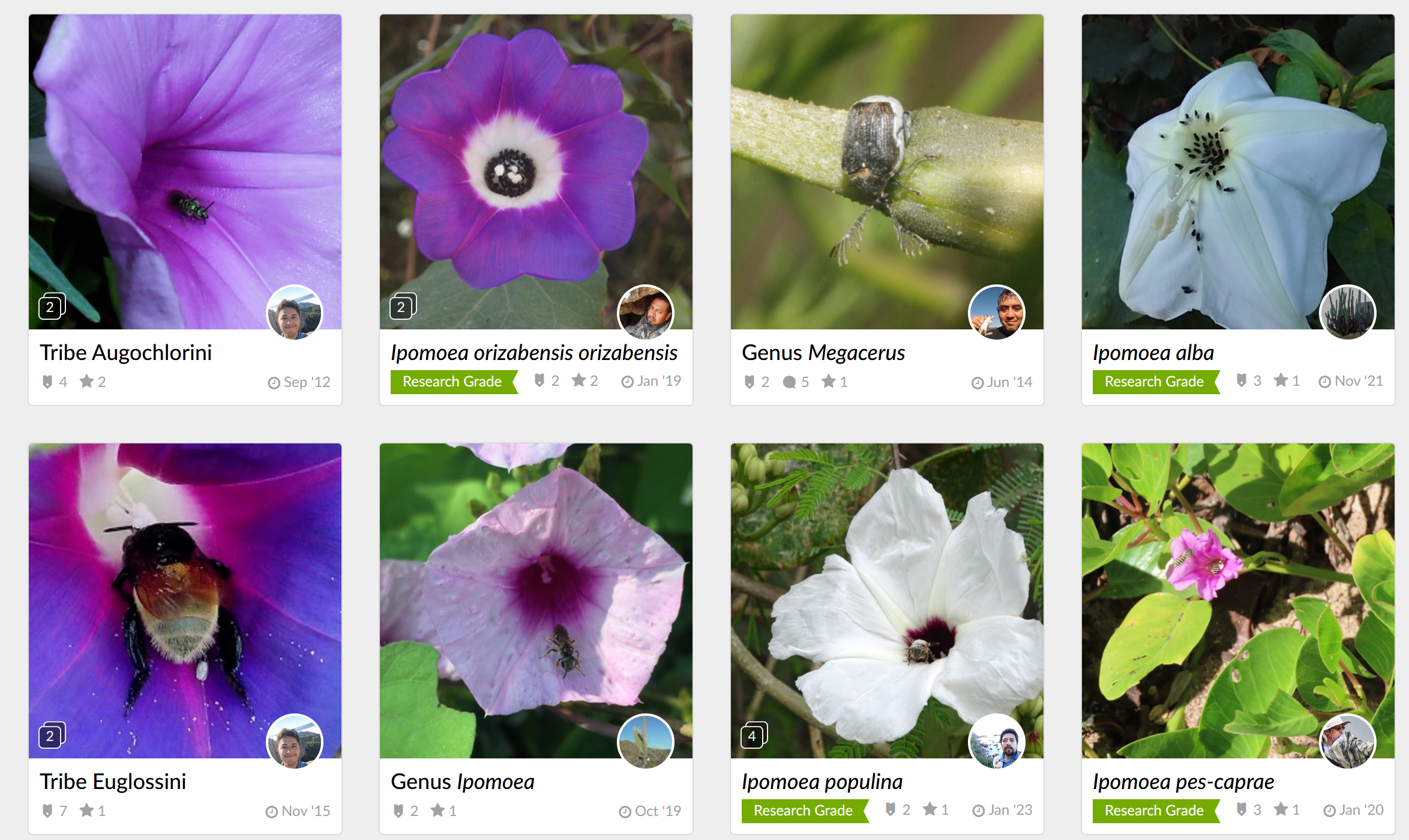 Screenshot of the iNaturalist project highlighting Ipomoea pollination, herbivory and parasitism observations